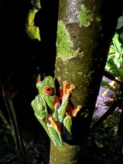 Agalychnis callidryas