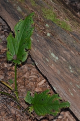 Symplocarpus foetidus