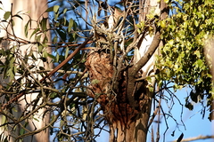 Muellerina eucalyptoides