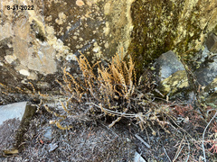 Myriopteris gracillima