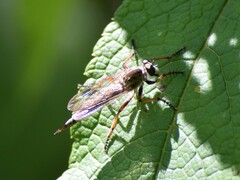 Neoitamus flavofemoratus