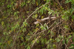 Pomatorhinus musicus