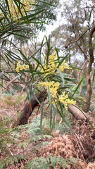 Acacia mucronata longifolia