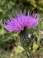 Cirsium altissimum