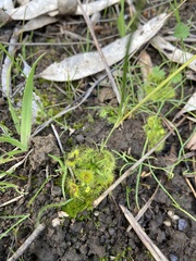 Drosera hookeri