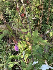 Cirsium altissimum