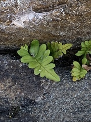 Polypodium virginianum