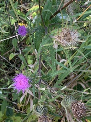Cirsium altissimum