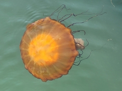 Chrysaora fuscescens