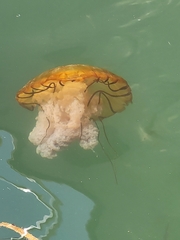 Chrysaora fuscescens