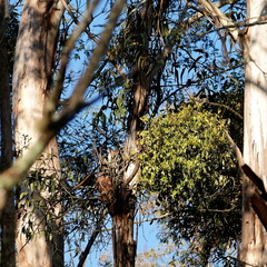 Muellerina eucalyptoides