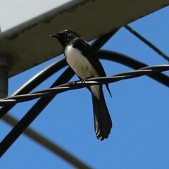 Rhipidura leucophrys