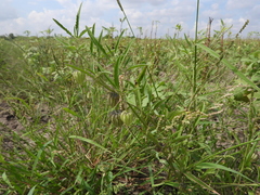 Tragus berteronianus