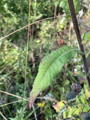 Cirsium altissimum