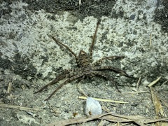 Heteropoda venatoria