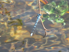 Enallagma boreale