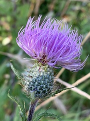 Cirsium altissimum