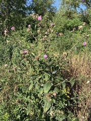 Cirsium altissimum