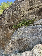 Polypodium virginianum
