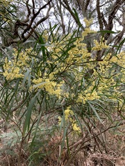 Acacia mucronata longifolia