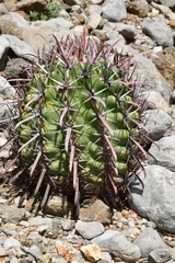 Ferocactus recurvus