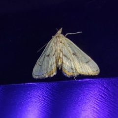 Parapoynx badiusalis