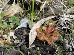 Drosera aberrans