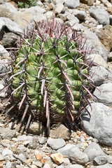 Ferocactus recurvus
