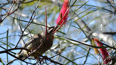Anthochaera carunculata