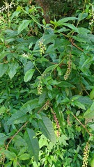 Pokeweed mosaic virus