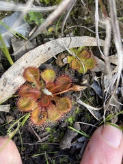 Drosera aberrans