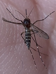 Aedes taeniorhynchus