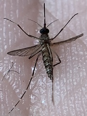 Aedes taeniorhynchus