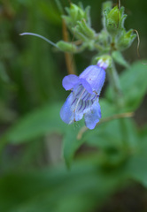 Penstemon rattanii