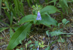 Penstemon rattanii