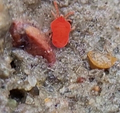 Trombidioidea