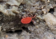 Trombidioidea