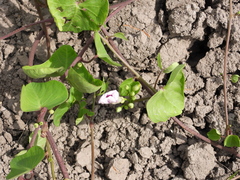 Ipomoea amnicola
