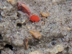 Trombidioidea