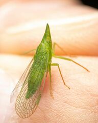 Rhynchomitra microrhina