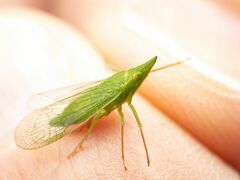 Rhynchomitra microrhina