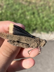 Dissosteira carolina