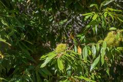 Chrysolepis chrysophylla