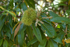 Chrysolepis chrysophylla