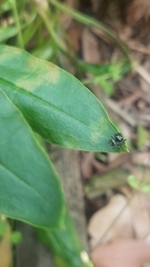 Zenodorus orbiculatus