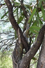 Selenicereus undatus