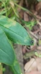 Zenodorus orbiculatus