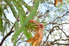 Selenicereus undatus