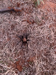 Aphonopelma