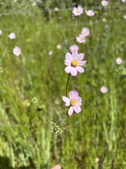 Cosmos parviflorus